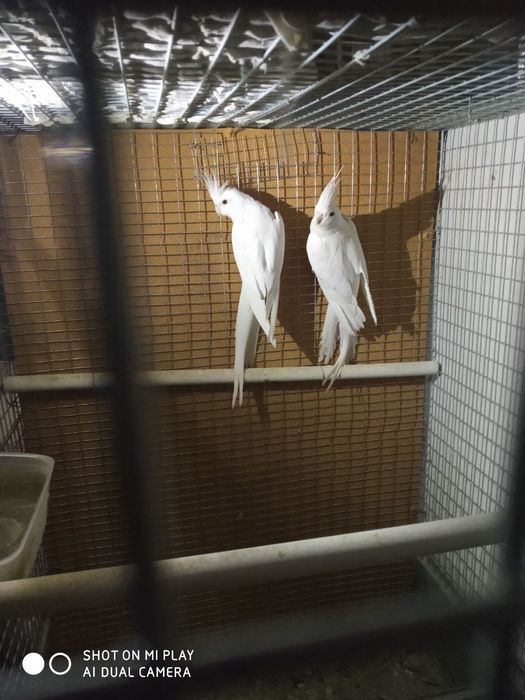 Каркла ручной ва паралар