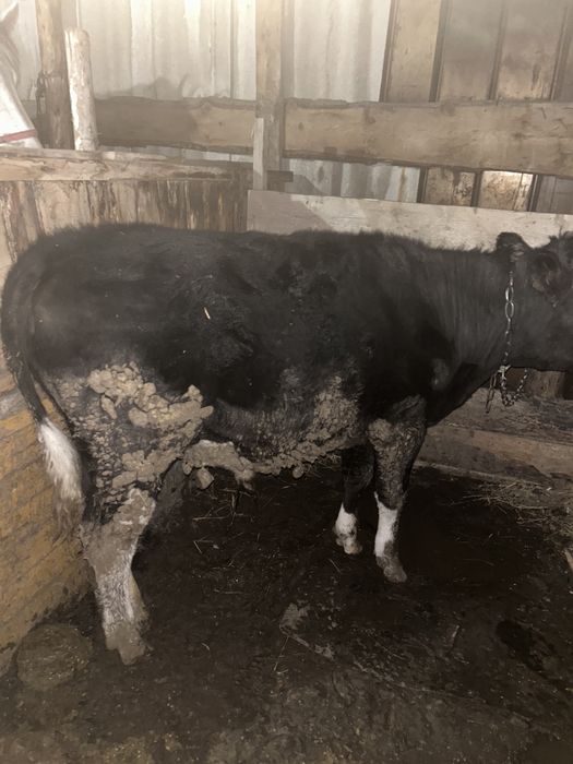 Продам бычка 9 месяцев