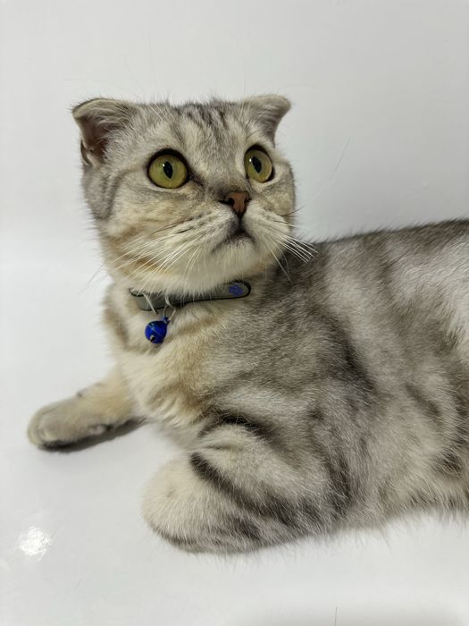 Кашка мушук сотилади