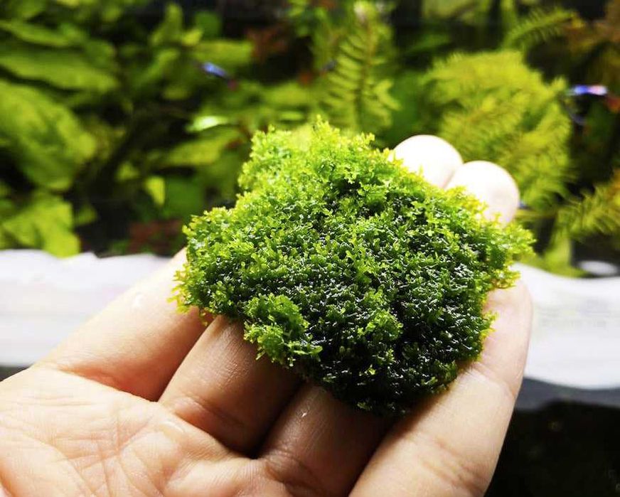 Plante Muschi de acvariu/Coral Moss/ Fissidens/ Christmas/ Flame/Pelia