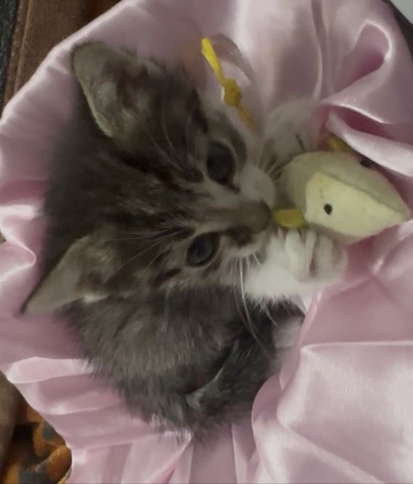 Котёнок в добрые руки