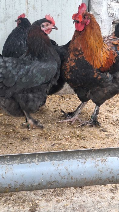 Oua pentru incubat si pui de o zi din rasele Wyandotte, Marans