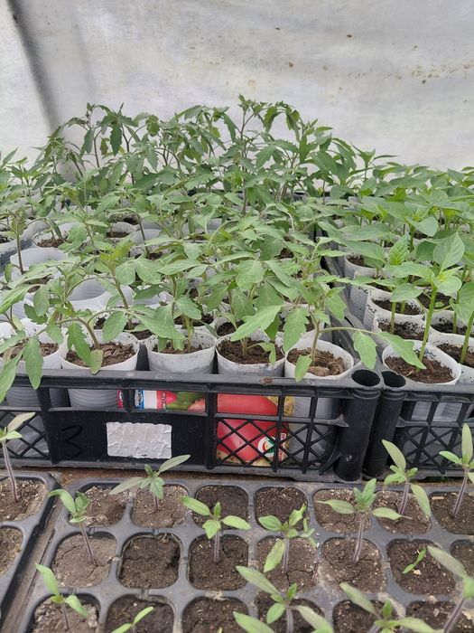 Продам саженцы рассада