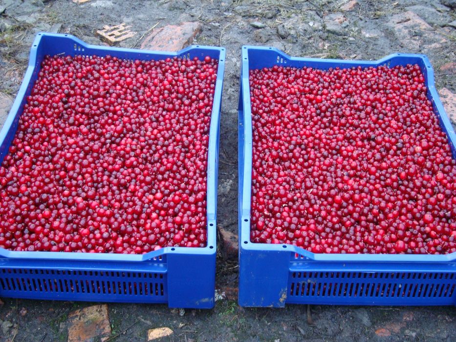 Клубника,малина,клюква,облепиха