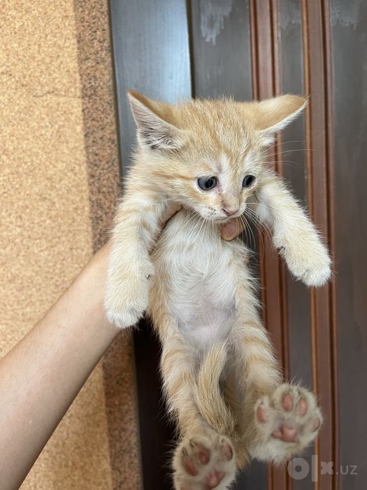 СРОЧНО! Ищем добрые руки для маленьких котят