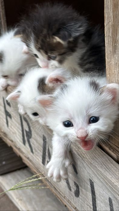 Малки сладки котета