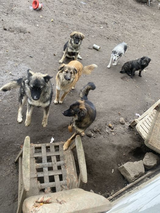 Donez catei talie mica si talie mare