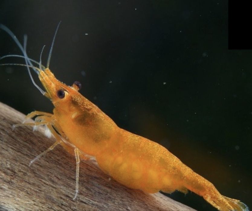 Неокардина Orange (оранживый) Криветка  Креветка  Krevetka Сотилади