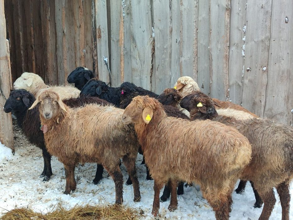 Рен арнасынан порно көру