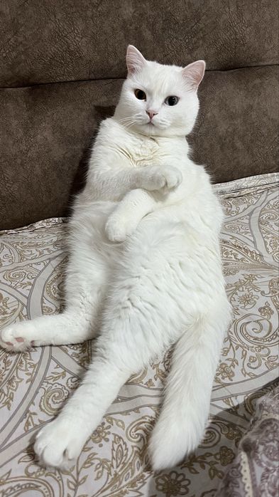 Отдам кошечку в добрые руки