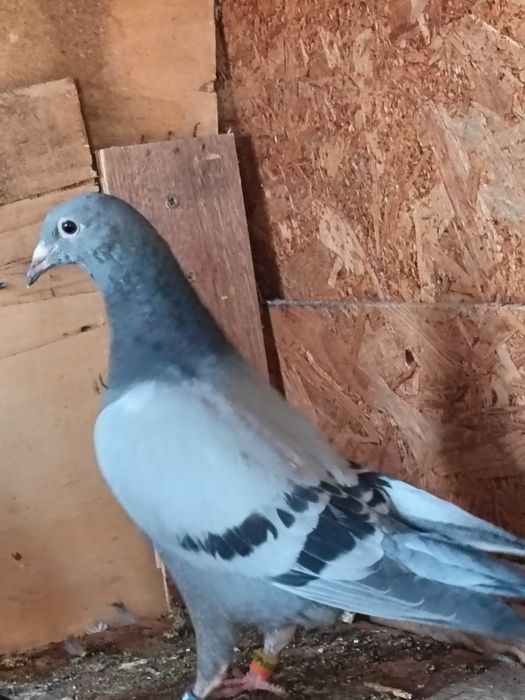 Pui de porumbei 2006