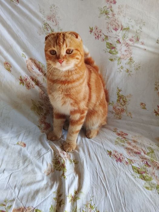 Shotland osmaloq (Scottish Fold)