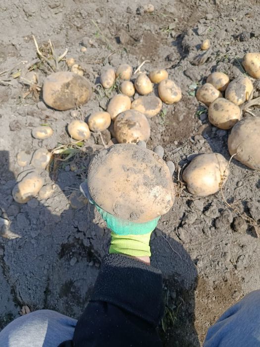 Картошк Нарынкол