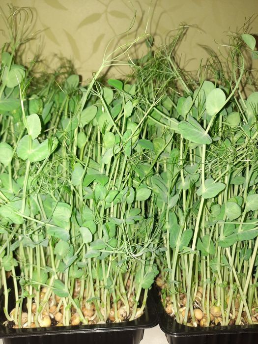 Микрозелень, горошек