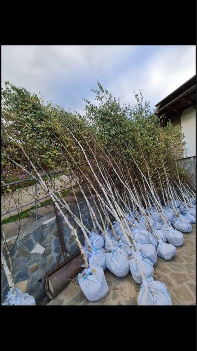 Platani mesteacan tei