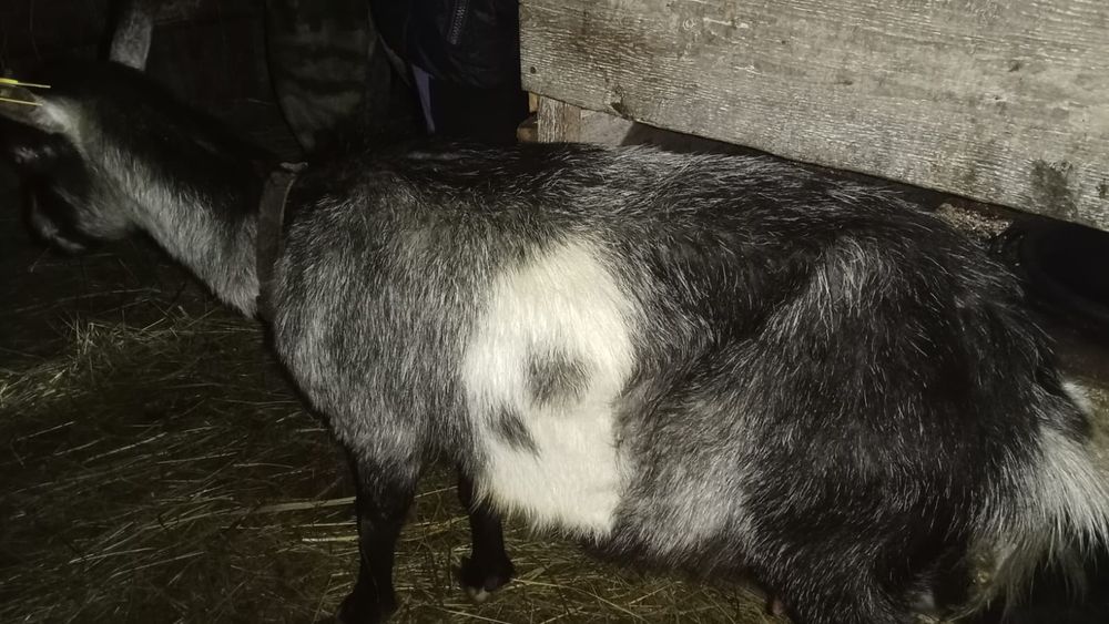 Продаются дойные козы