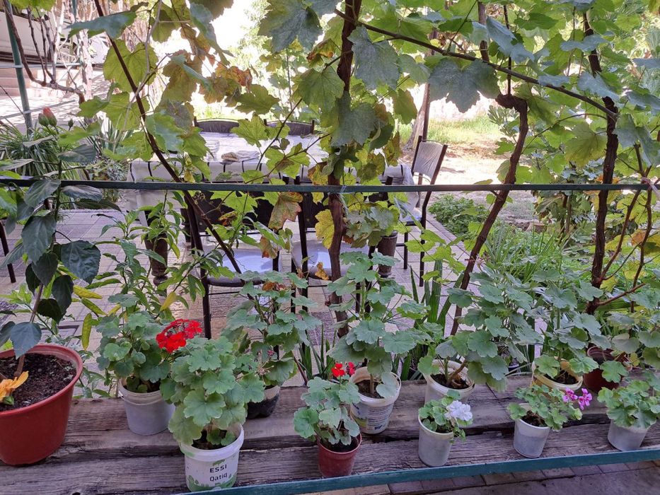 Герани комнатные цветы