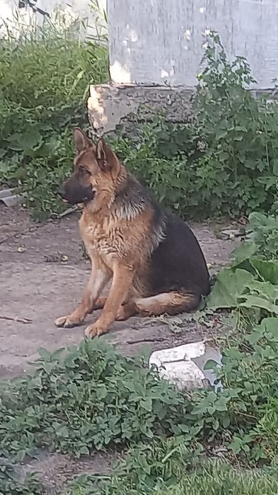 Немецкий овчарка
