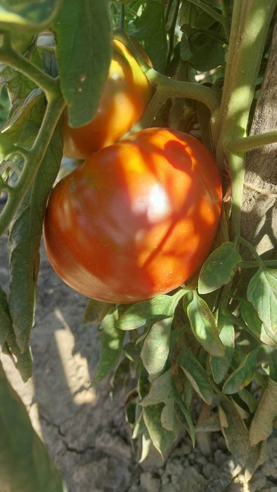 Rosii de gradina