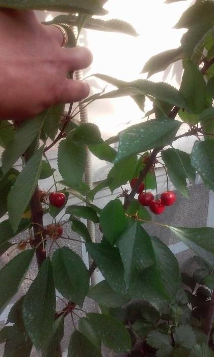 pomi fructiferi in ghiveci