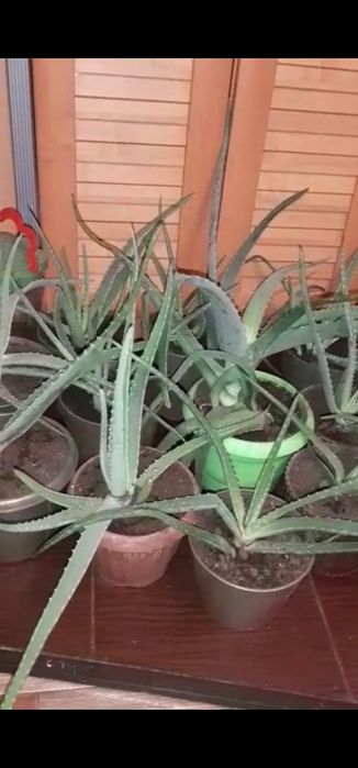 Продам алое вера лечебная.