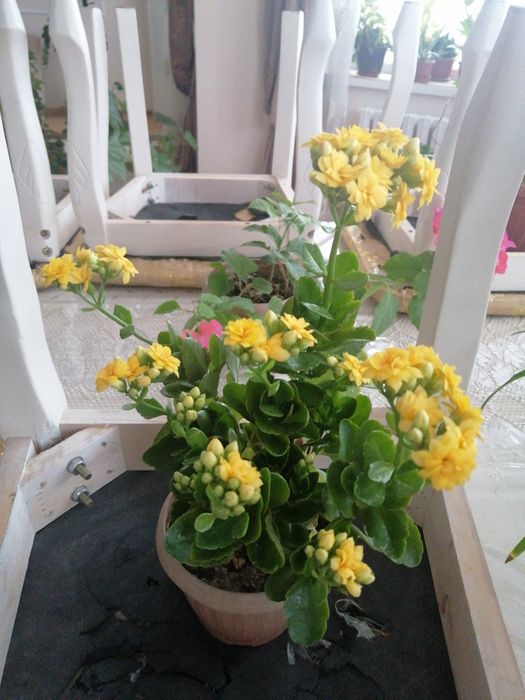 Продаю комнатные цветы