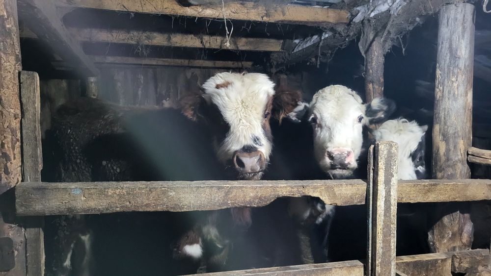 Продам 2х тёлок и 1 бычка