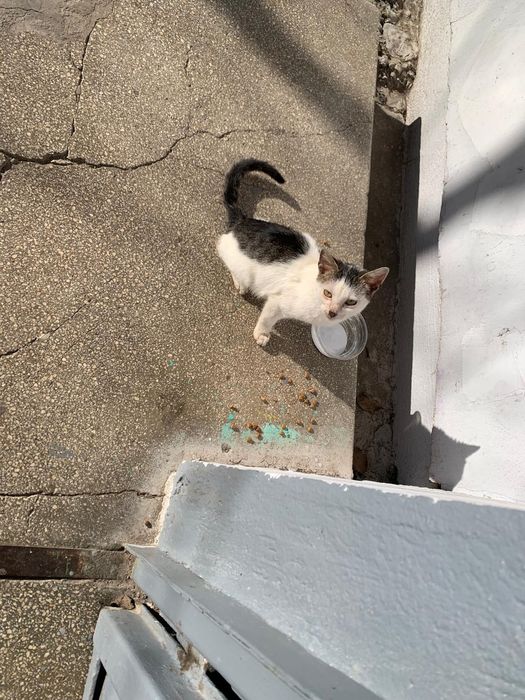 Adoptie  pisic 4 luni si pisica