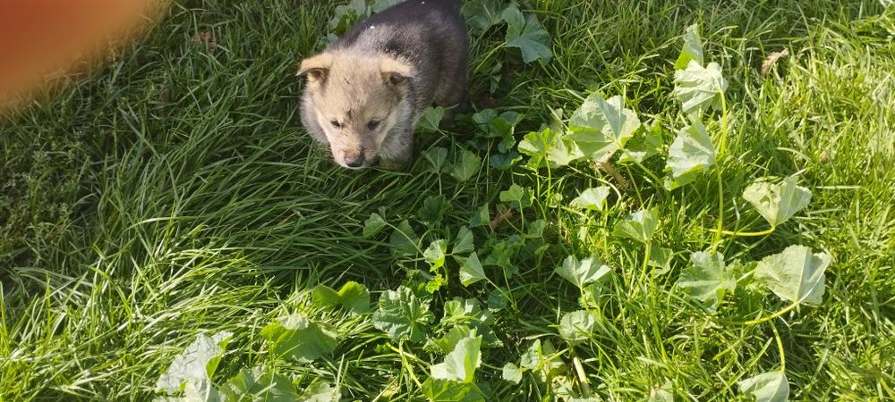 Отдам щенят в хорошие руки