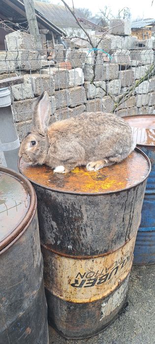 Vând iepuroi pentru montă