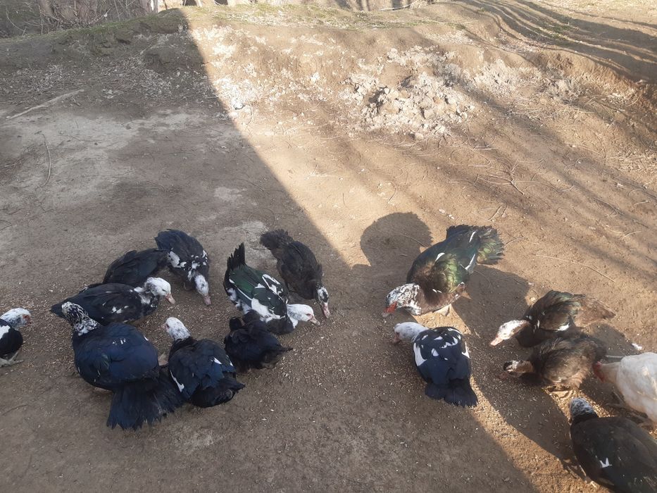 Undiotkalar sotiladi