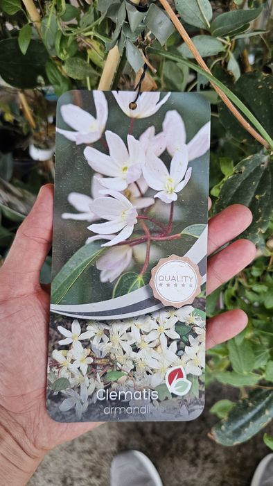 Клематис , саженцы клематиса