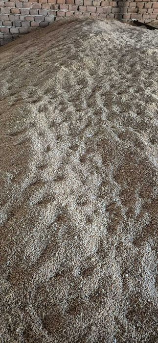 de vanzare grau productia 2025