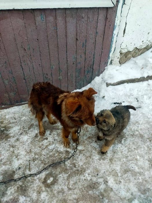 Дарю щенят от  дстойного кабеля