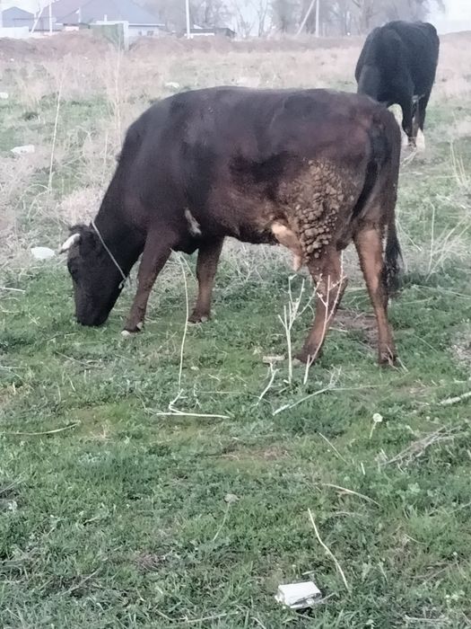 Корова с теленком