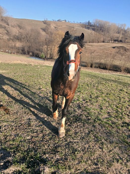 Vand manz de 1 an jumatate