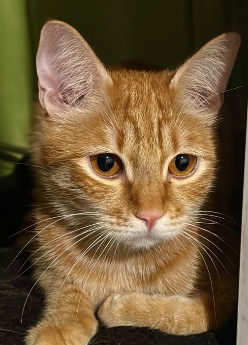 Кошка(коко) безплатно