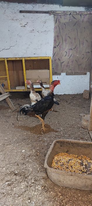 Бойцовый кораз мекендер сатылады