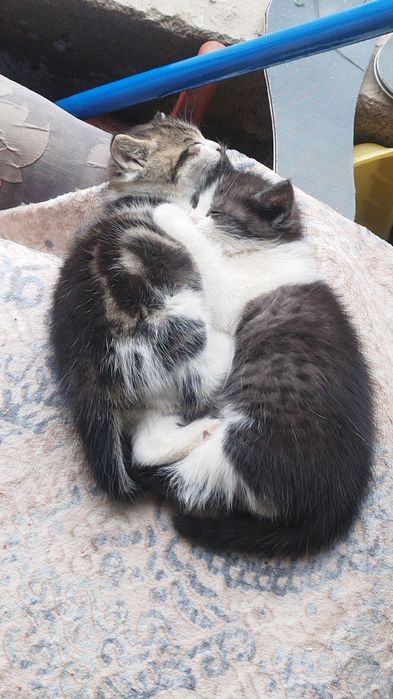 отдам котят в добрые руки