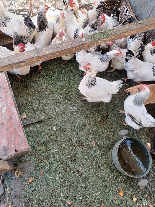 Продам курей серебристый Адлер