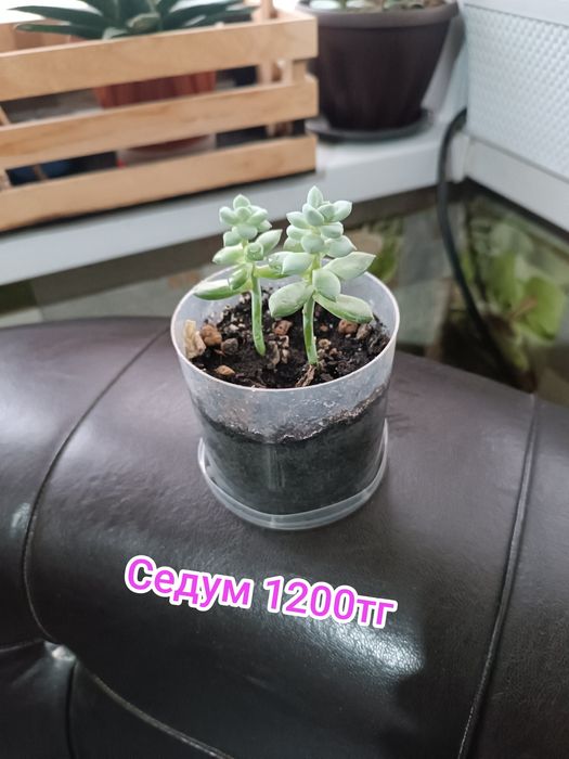 Комнатные цветы суккуленты