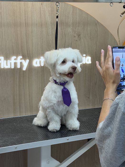 Bichon Maltez 8 luni