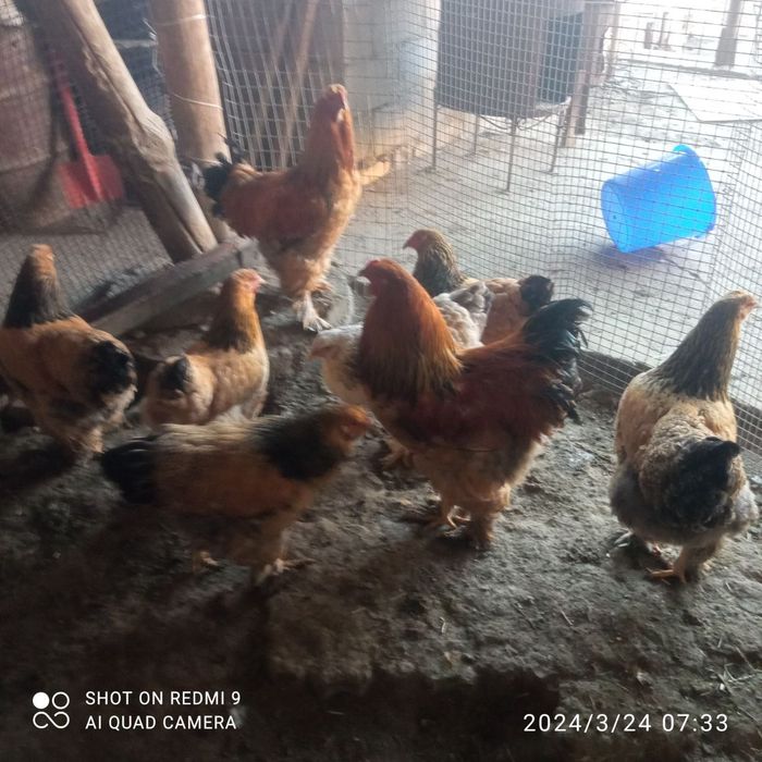 Тухумлар сотилади