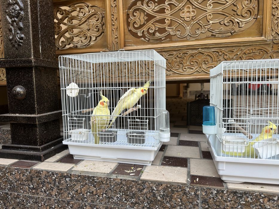 Продаются кореллы