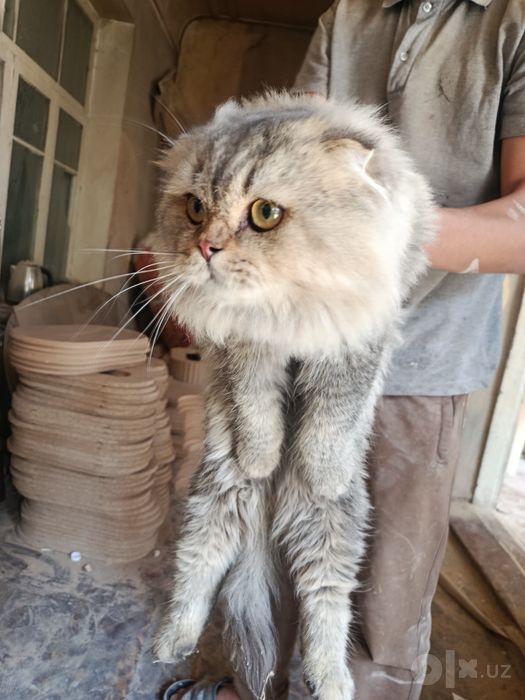 Scottish fold Longhair