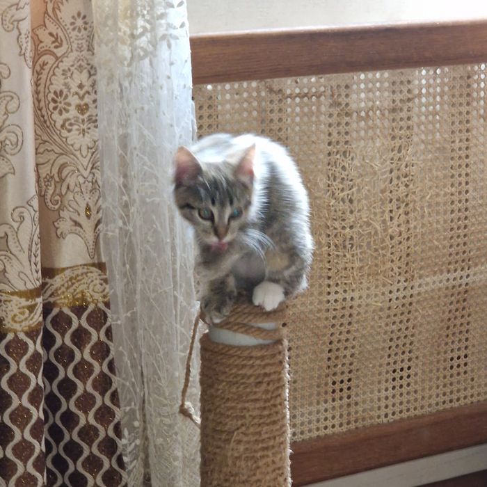 Котёнка девочка ко всему преучин