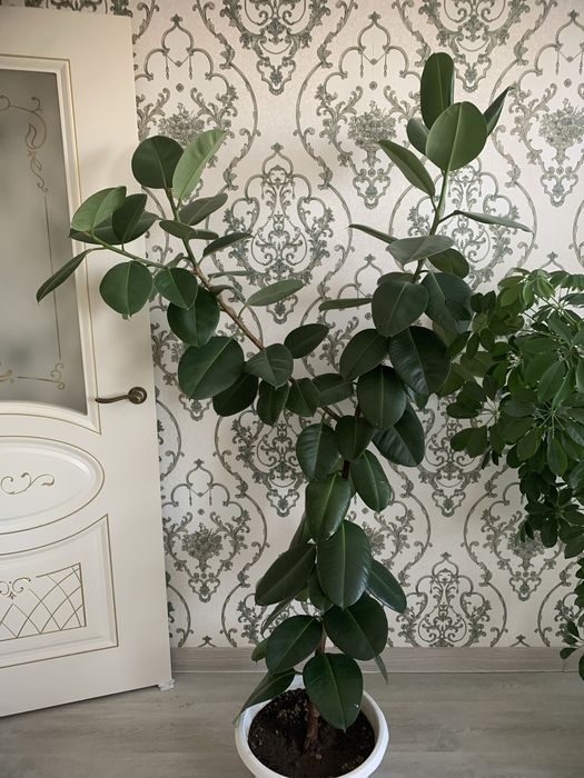 Комнатный цветок Фикус