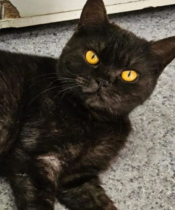 Красоту в добрые руки!