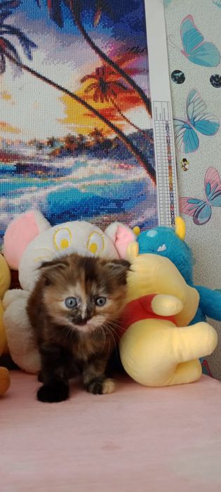 Котята ищут семью