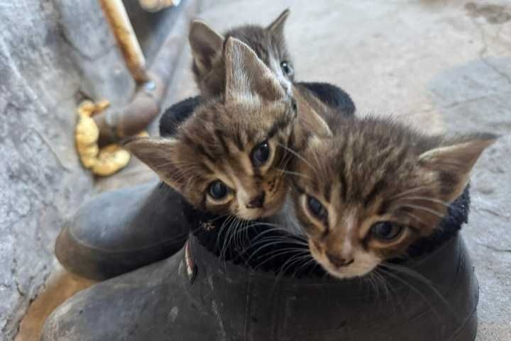 Отдам котят 1,5 месяца